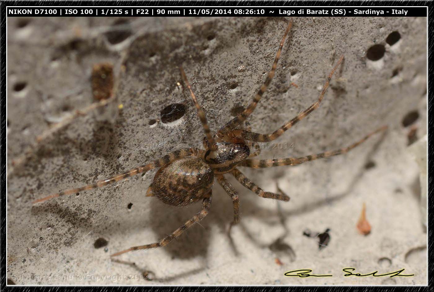 Tegenaria sp. dal Lago di Baratz (SS)